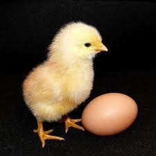 Курица появилась раньше яйца: на Шри-Ланке родился живой цыпленок без скорлупы