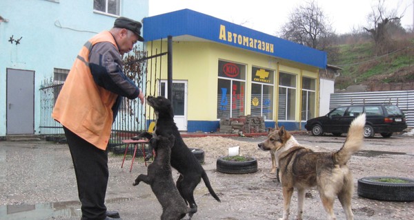 В Крыму участились вспышки бешенства 