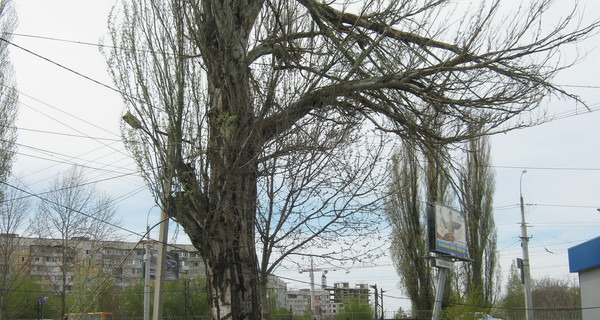 После урагана Симферополь будут чистить две недели     