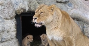 В Крыму сегодня открылся первый в Европе парк львов