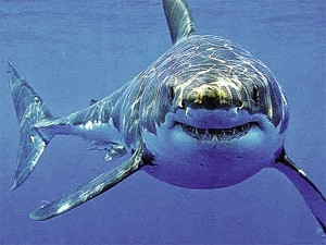 На египетском курорте вновь объявилась акула 