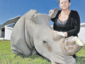 Браконьер отпилил рог у статуи носорога - подумал, что живой