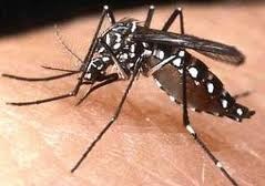 Опасный комар-убийца подобрался к границам Украины