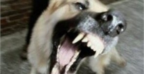 В Крыму бешенная собака два дня кусала людей