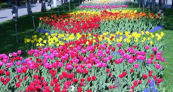 В знаменитом дендропарке Кировограда цветут 150 тысяч тюльпанов
