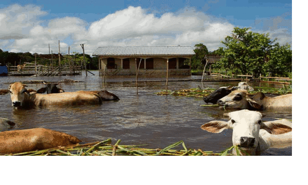 В Бразилии эвакуированы 74 тысячи семей из-за выхода Амазонки из берегов