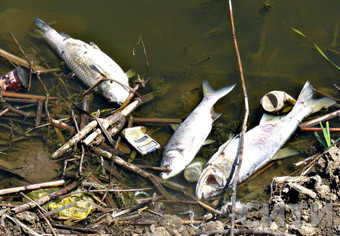 В измаильском озере всплыла рыба 