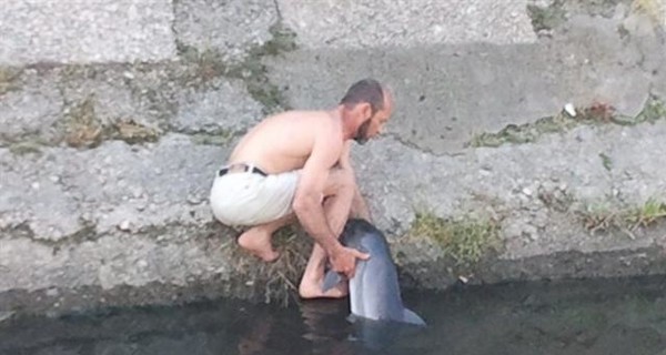 В Керчи из реки выловили дельфина