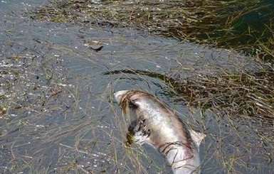 В Крыму на берег выбросило 9 мертвых дельфинов 