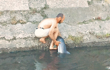 Заблудившегося дельфиненка на такси отвезли к морю 