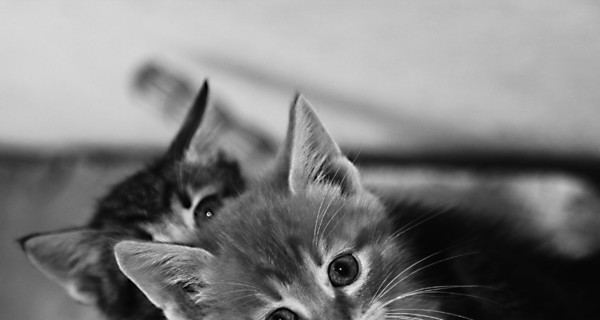 В Крыму дворник жестоко расправилась с котятами на глазах у детей