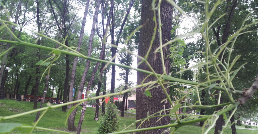 В парках Донецка нашествие гусениц