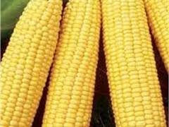 В Украине ожидается рекордный урожай подсолнечника и кукурузы