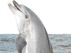 На побережье Крыма насчитали уже 150 мертвых дельфинов 