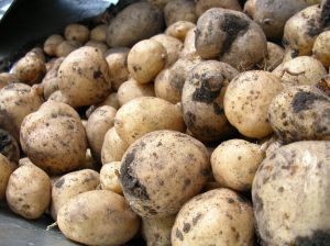 Зараженный раком картофель не опасен для людей
