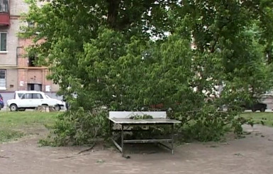 В Харькове растет 8000 опасных деревьев