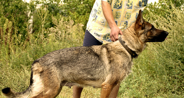 Под Симферополем овчарка до смерти загрызла ребенка