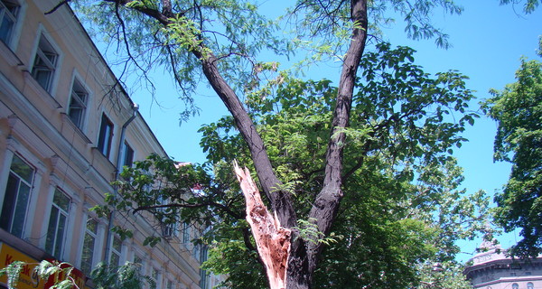 В центре Одессы дерево раздавило четыре иномарки