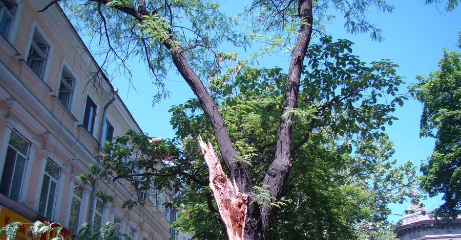 В центре Одессы дерево раздавило четыре иномарки