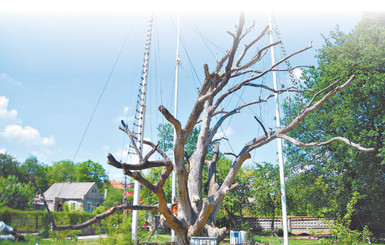 Запорожскому дубу ставят капельницы