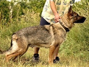 Хозяйку симферопольской собаки-убийцы лишили родительских прав на пятерых детей