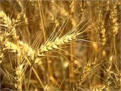 В Украине жара медленно убивает урожаи