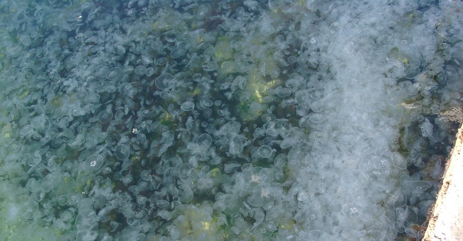 Севастопольские берега атакуют полчища медуз