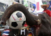 Евро-2012: На смену осьминогу-предсказателю Паулю пришла слониха Читта