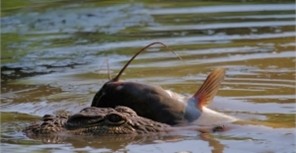 Жителей Троещины пугают гигантские плотоядные рыбы-чудовища