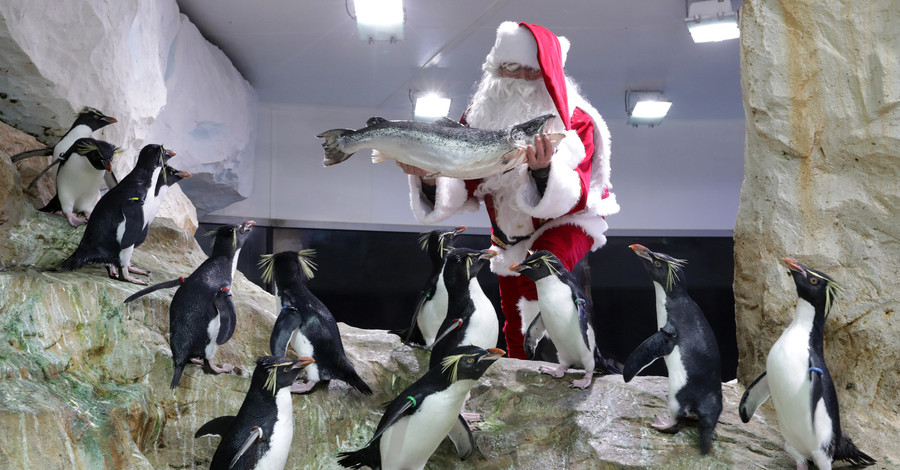 В канун Рождества Санта-Клаус одарил подарками подопечных зоопарка во Франции