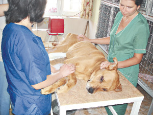 Сбитый машиной пес полмесяца ждал в канаве хозяев. И дождался