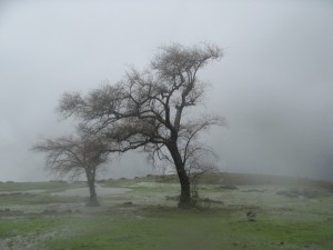 Ливень и гроза отключили луганчанам свет