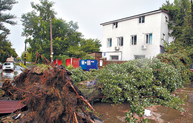 Последствия урагана: тысяча сломанных деревьев и пятеро раненых киевлян 