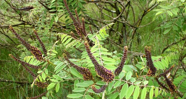 Селян на Николаевщине перепугало растение, плачущее кровью