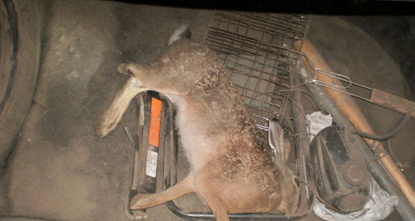 Сафари по-полтавски: пьяные охотники угробили посевы в погоне за зайцем