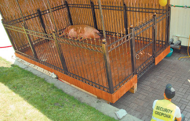 На Майдане прописался хряк Вещун с личной охраной 