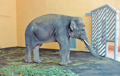 Первую ночь в Киеве слон Хорас провел с ветеринарами 