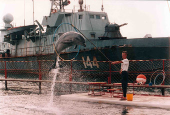 Ежегодно в Черном море гибнут тысячи дельфинов, занесенных в Красную книгу