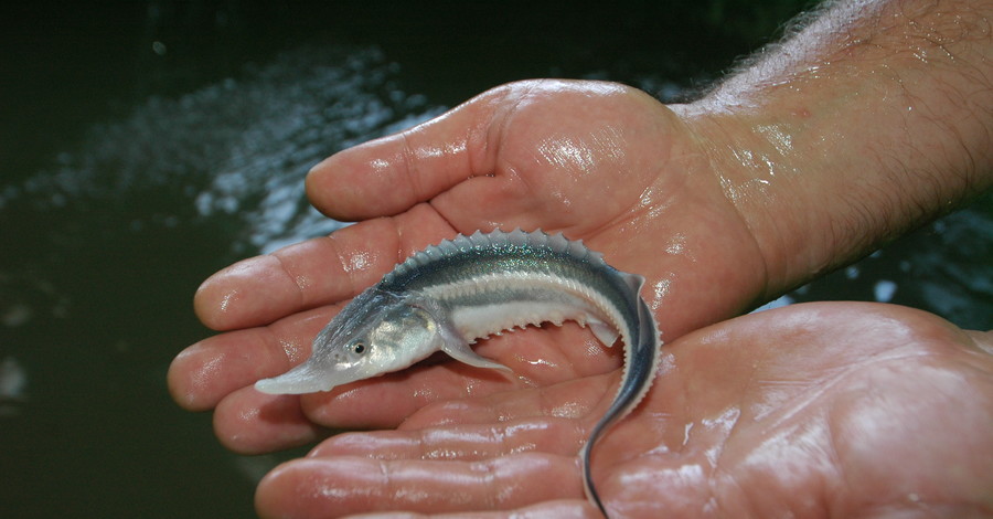 Эра осетровой рыбы для Азовского моря закончилась навсегда?