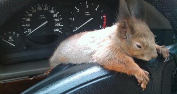 По Минску в такси ездит белка