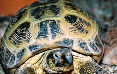 На границе задержали Mercedes украинца, набитый черепахами