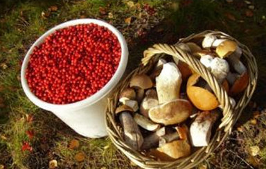 Власти Хмельнитчины решили обложить налогом грибы и ягоды