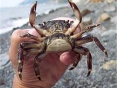 В Днепре поселились хищные пришельцы и мохнаторукие крабы