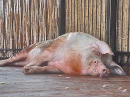 Киевский хряк Вещун предсказал победу России и Польше