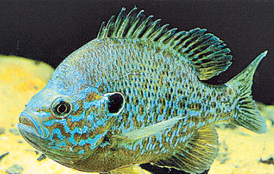 В Днепре завелись субтропические рыбы! 