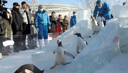В Китае пингвинам устроили покатушки