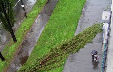 В Киеве новый ураган: деревья сломались, но фан-зона выстояла