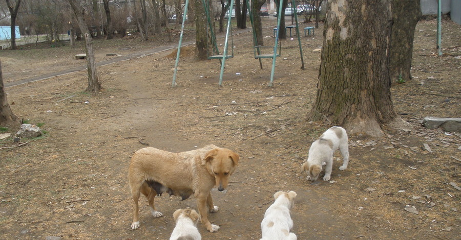 Активисты требуют максимального наказания для киевского убийцы животных