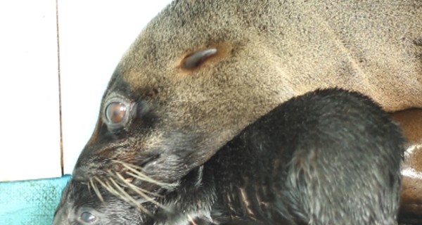Чудо Евро – в Киеве впервые родился морской котик