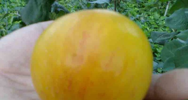 Ураганы, ливни и грозы испортили урожай яблок